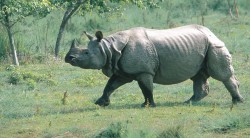 गैँडाको आक्रमणमा परी दुई घाइते