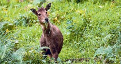 म्याग्दीका जङ्गलमा वन्यजन्तुको चोरी सिकार बढ्दो