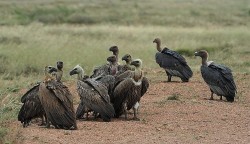  पोखरा आसपासमा गिद्धको सङ्ख्या २२ प्रतिशतले बढ्यो
