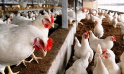 वर्डफ्लु पीडित किसानलाई राहत