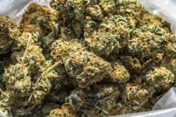 पन्ध्र दिनमा १३ क्विन्टल गाँजा बरामद