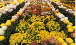 ‘दोस्रो नेशनल हर्टिकल्चर एक्स्पो–२०८१’ बिहीबारदेखि