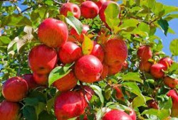  किसानका बगैँचामा पुगेर स्याउ व्यवस्थापनबारे जानकारी दिँदै कृषि प्रविधिक