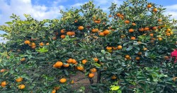 जुनार चिनाउँदै व्यवस्थित कृषि सडकको मागसहित ‘जुनार महोत्सव’