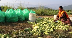 काँक्रो खेतीबाट मनग्य आम्दानी लिँदै  हुप्सेकोटका किसान