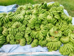 बिर्तामोडबाट एक महिनामा एक करोडको केरा बिक्री