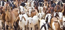 लाखौँको खसीबोका निर्यात गर्दै अर्घाखाँची