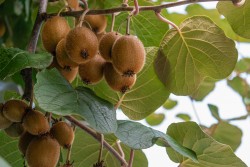 धानखेत मासेर किवी खेती