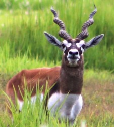 कृष्णसारको बासस्थान बन्दै शुक्लाफाँटा