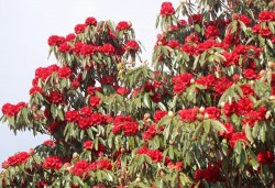 लालीगुराँसले राताम्य सोलेडाँडामा पर्यटकको चहलपहल