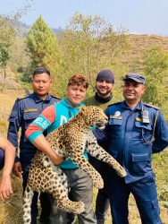 चितुवा बोकेको भाइरल तस्बिरको वास्तविकता