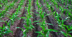 पर्वतमा विस्तार गरिँदै मकै बाली