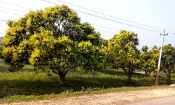 मधुवाको समस्याले किसान हैरान