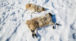 मङ्गोलियामा अत्यधिक चिसोका कारण ३९ लाखभन्दा बढी चौपायाको मृत्यु