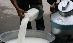 दूधमा प्रतिलिटर १० रुपैयाँ अनुदान