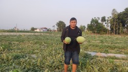 करेलाले बजार नपाएपछि खरबुजा लगाए, अहिले बारीमै आउँछन् किन्ने मान्छे