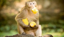 बाँदरपीडित किसान भन्छन् ‘न समय बच्यो न मकै’