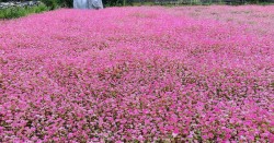 म्याग्दी र मुस्ताङमा फापरखेती फस्टाउँदै