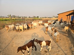 विदेशबाट फर्किएका युवा बाख्रापालन व्यवसायमा सम्लग्न