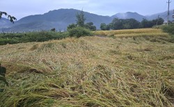 बेमौसमी वर्षाले धानबालीमा क्षति, चिन्तित किसान