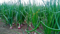 आयात रोक्न प्याजमा अनुदान