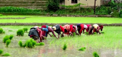 झापामा २० हजार हेक्टरमा चैते धानखेती