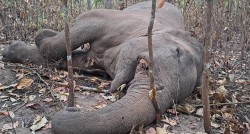 झापामा मृत भेटिएको हात्तीलाई गोली हानेर मारेको पुष्टि