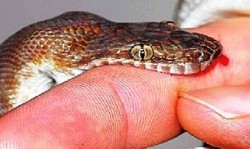 साँपले डस्दा बालिकाको मृत्यु, आमाको अवस्था गम्भीर