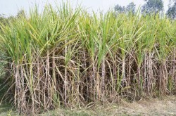किसान सक्खर उद्योगलाई सस्तोमा उखु बेच्न बाध्य