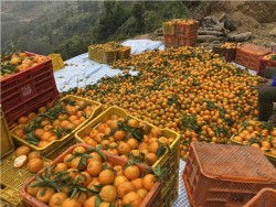 बेमौसममा बेच्न सुन्तला चिस्यान गृहमा भण्डारण