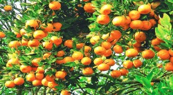 त्रिवेणीका किसान सुन्तला र अलैँचीखेतीमा आकर्षित