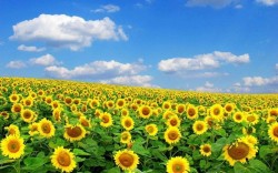 सूर्यमुखीको व्यावसायिक खेती  