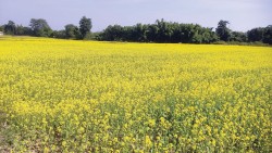 तीन हजार ३४ मेट्रिक टन तोरी उत्पादन