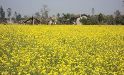 तोरीको उत्पादन बढ्नेभएपछि किसान खुसी