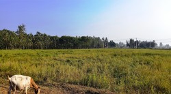 तोरीखेतीमा कृषकको आकर्षण