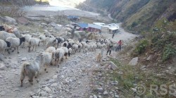 उधौली लागेसँगै भेँडाबाख्रा लिएर उधो झरे गोठाला