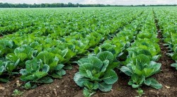 तरकारी खेतीबाट वार्षिक रु छ लाख आम्दानी