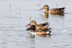 रैथाने नकटा हाँस सङ्कटमा