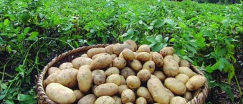 मुस्ताङमा आलुको उत्पादन क्षेत्र विस्तार: ६२ करोडको ८२ लाख बढीको बिक्री