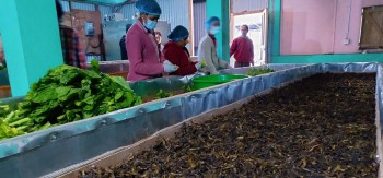 रोङमा व्यावसायिक गुन्द्रुक उत्पादन