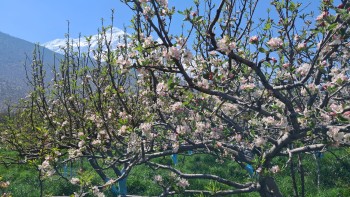 मुस्ताङमा स्याउका बगैँचा फूलेर सेताम्मे