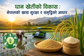 धान खेतीको विकास : नेपालको खाद्य सुरक्षा र समृद्धिको आधार