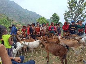 किसानलाई बाख्रा र धानको बीउ