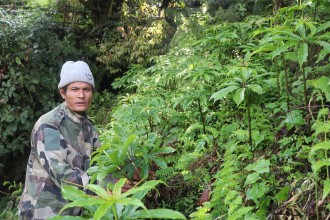 धवलागिरिकोे माकुसका किसान व्यावसायिक जडीबुटीखेतीमा आकर्षित