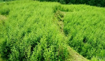  ताप्लेजुङमा चिराइतो उत्पादनमा वृद्धि