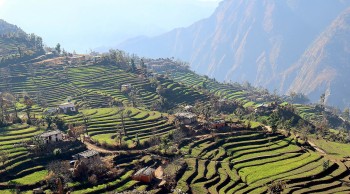 बझाङको बित्थडचिर गाउँपालिका तल्लाभतडाका किसानले लगाएको गहुँबाली