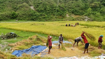 किसानलाई चैते धान थन्क्याउने चटारो  