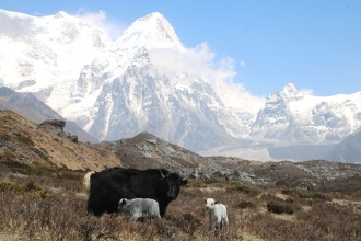 कञ्चनजङ्घा हिमश्रृङ्खला