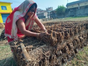 बर्खायामको इन्धन ‘गुइँठा’ को जोहो हिउँदमै
