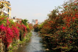 धोविखोला करिडोरमा फुलेका रङ्गीचङ्गी फूलहरु  (तस्बिर)